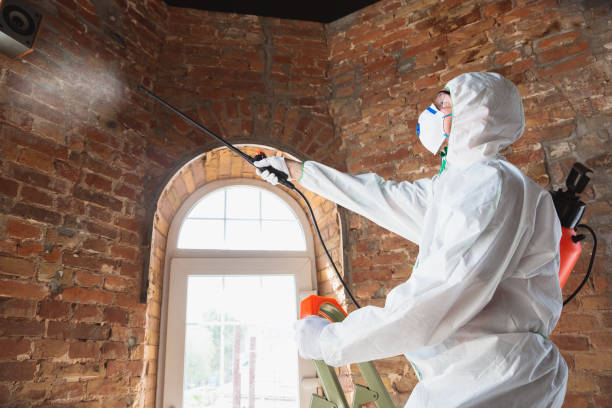 Trusted Barrett, TX Mold Removal Services Experts